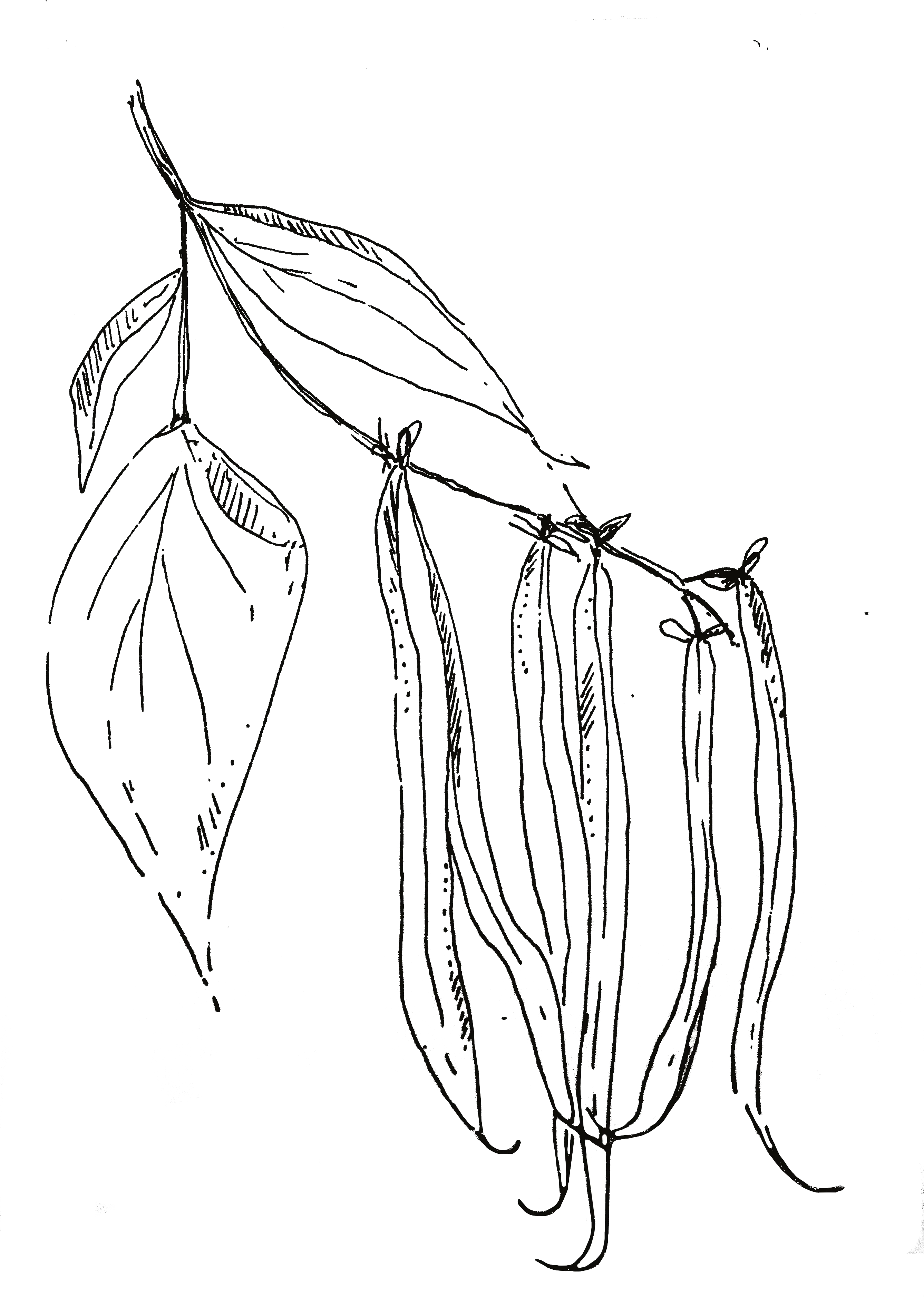 Sami verde Illustratie