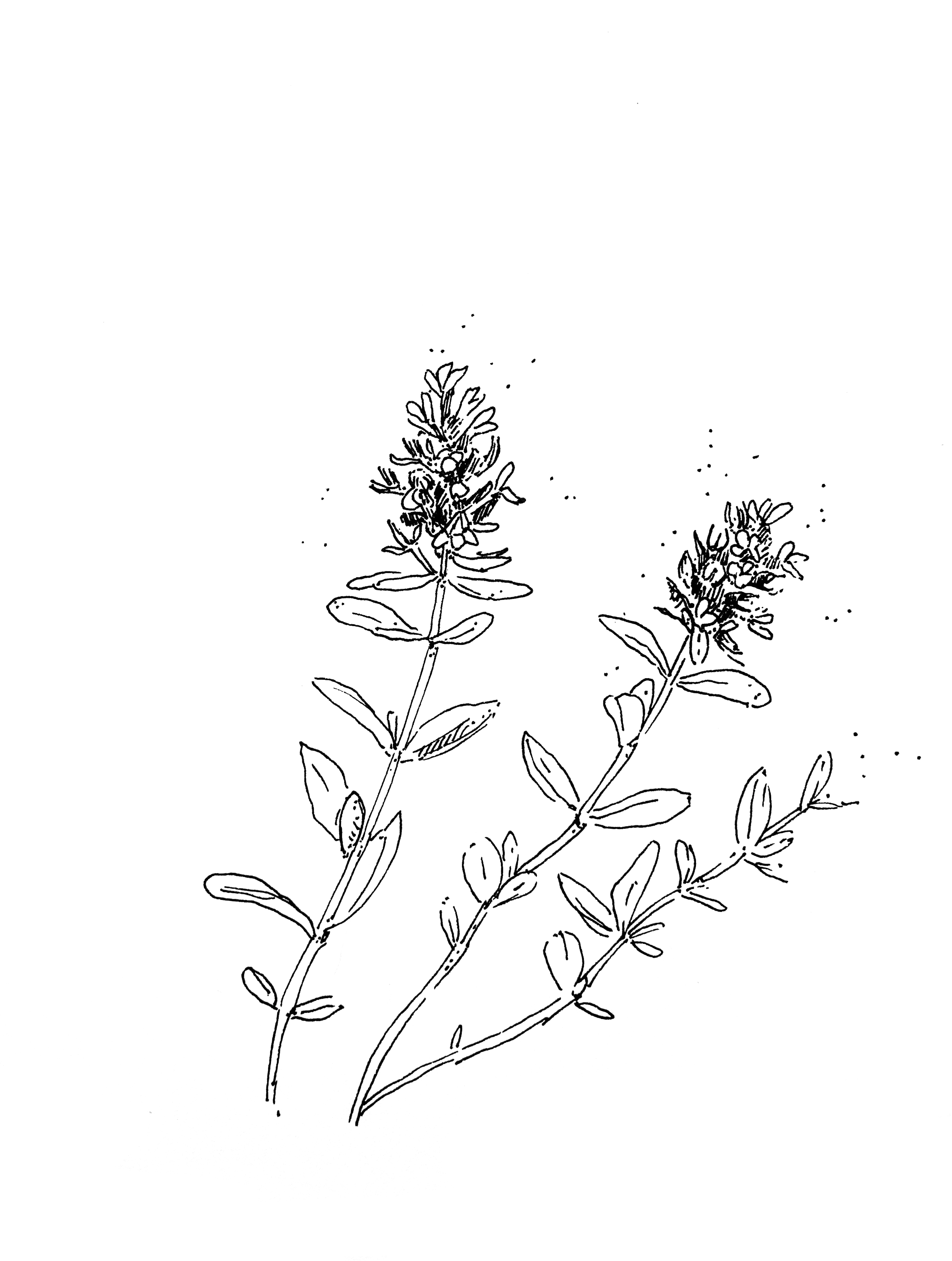 Sami verde Illustratie